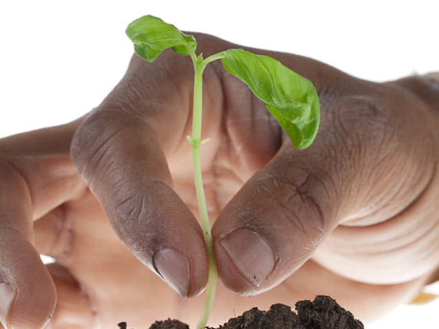 Close-up shot of a human hand planting a plant in soil.