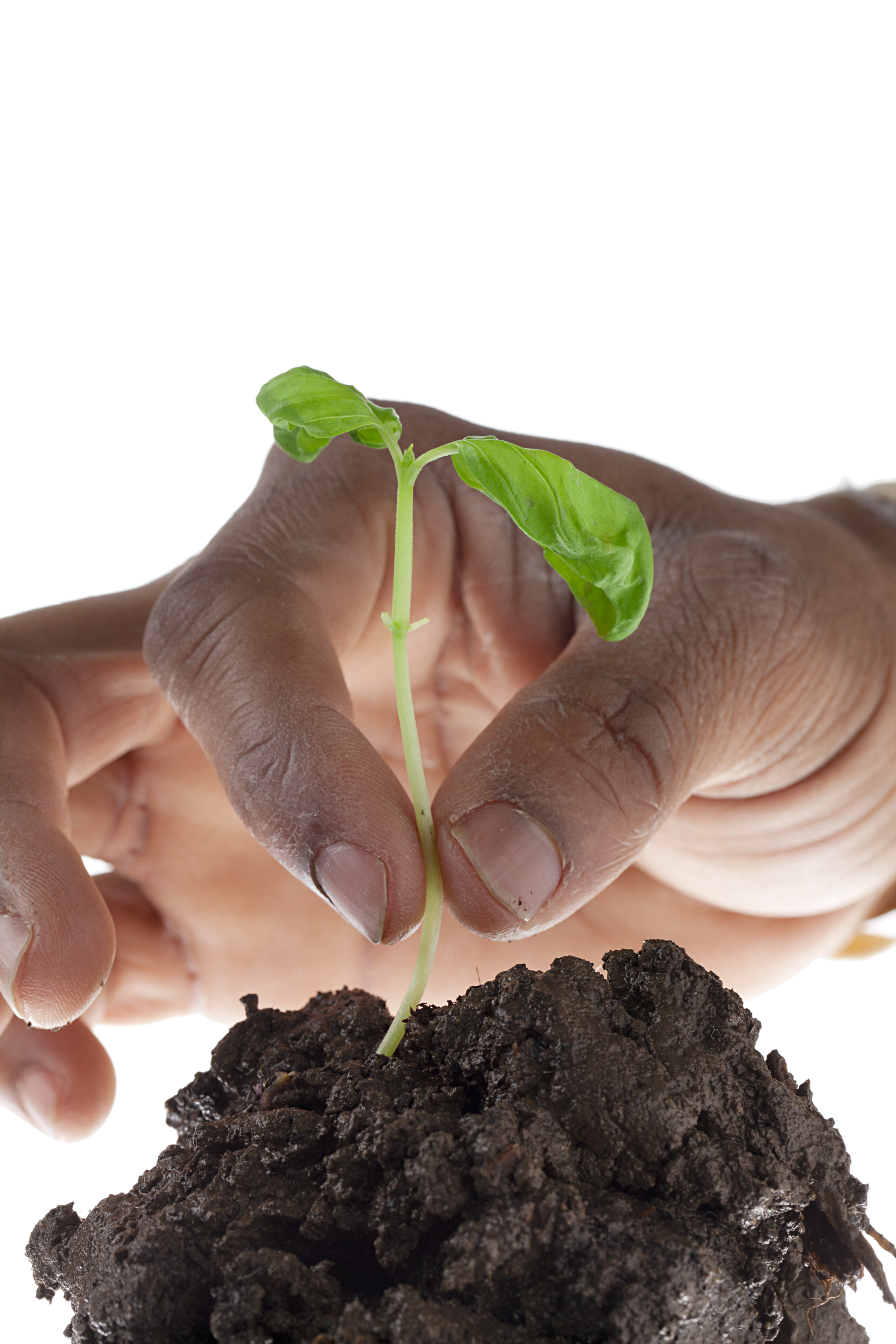 Close-up shot of a human hand planting a plant in soil.